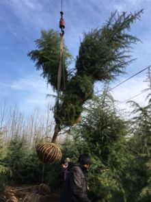 购买雪松小苗的注意事项