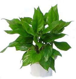 万年青，常绿植物