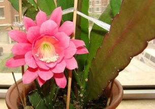 冬天养荷花怎么让它开花呢？