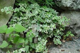 选对时间， 种出好藤藤