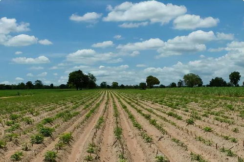 花卉：黑土的美丽风景