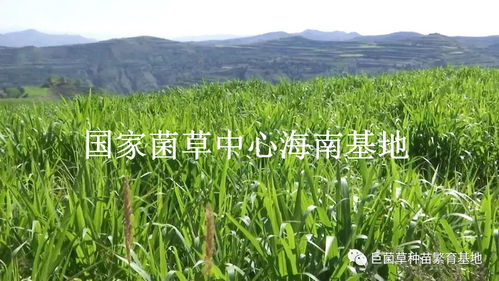 滞销怎么办？甘肃老马有绝招