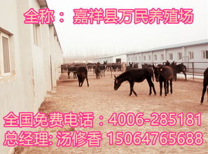 肉用驴育肥最佳结束期：体重达预期标准
