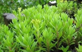 垂盆草：屋顶绿化的绿色小精灵