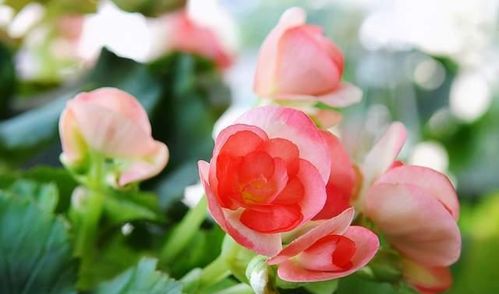 秋天什么花盛开？菊花、桂花、秋海棠