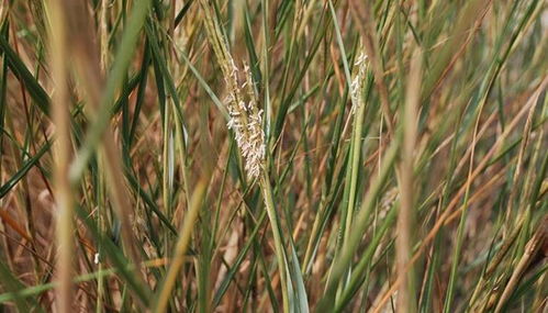 多年生草本变一年生种， 省心又省钱