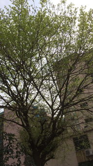 枫树， 秋天的色彩大师