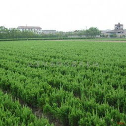 精心设计， 龙柏球绽放独特魅力