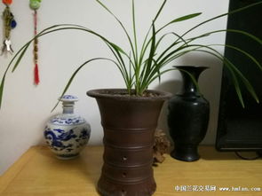 种剑兰又该选哪种盆蕞合适呢？