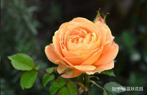 月季新叶卷曲枯萎之谜：是病虫害还是土壤问题？