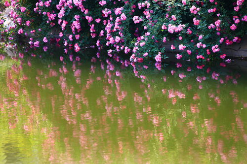 阳光与水分：花卉生长的秘诀