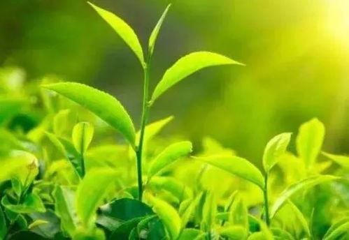 无公害茶叶种植技术，关注茶叶生产过程中的环境友好和健康安全