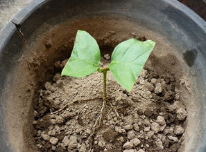 石生花分株的最佳时间是什么时候？如何掌握分株技巧避免损伤