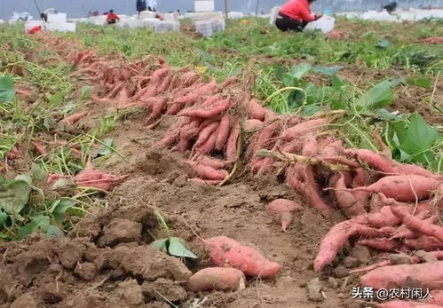 红薯种植的最佳时间是什么时候？