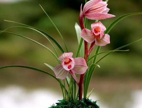 三、墨兰的水分管理