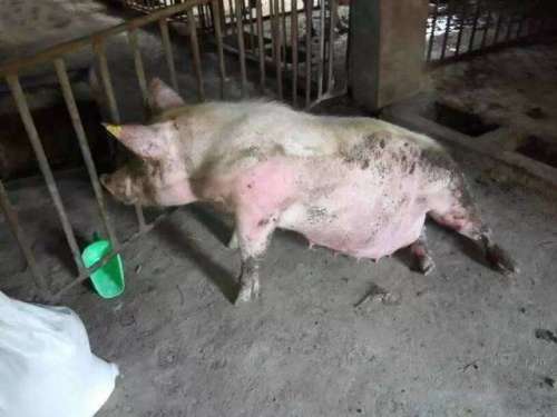母猪产后为何瘫软站不起，营养失衡是主要原因吗？