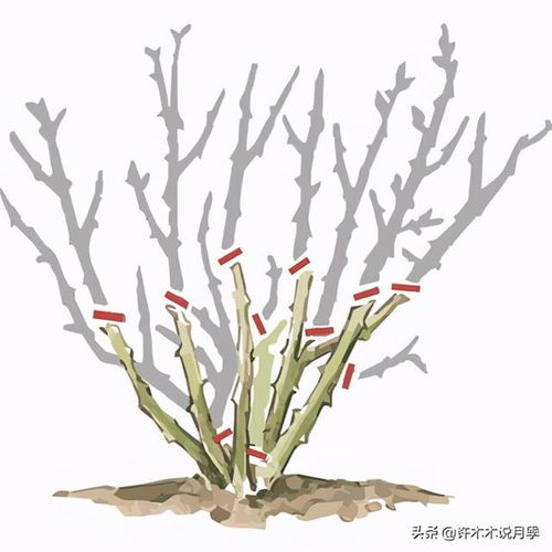 月季修剪后施肥技巧，促花多！