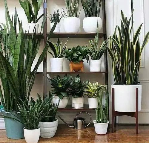 虎皮兰：夜间的小清新