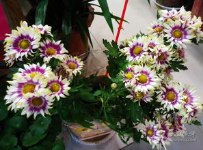 陈寨花卉市场郑汴路店营业时间揭秘