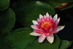 秋天还有哪些花会盛开呢？