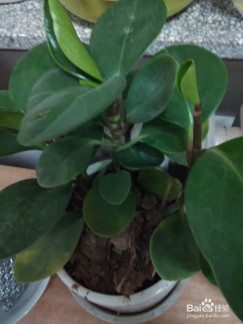 百合花雌雄同株之谜：揭秘其独特繁殖机制与性别特征