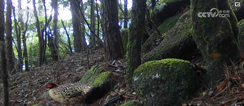 农科所老张教我的绝招：碎木屑拌种法