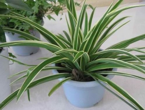 市政绿化带， 波斯菊和硫华菊是黄金搭档