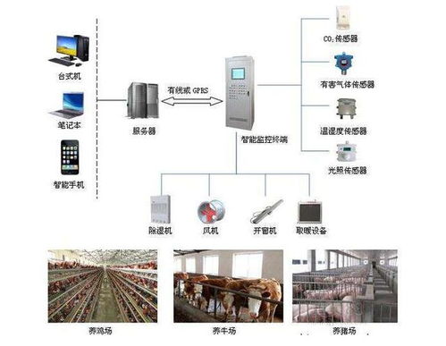 狐狸养殖管理分为五阶段，高效养殖需掌握其技术要点