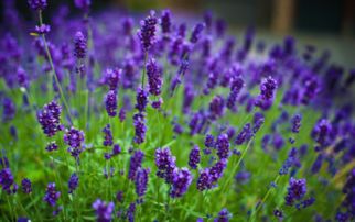 紫罗兰花语：神秘、浪漫