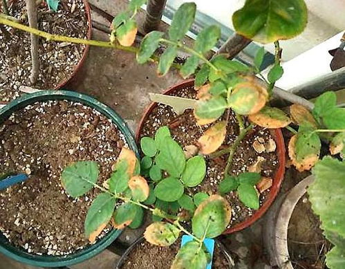 月季黄叶的原因：浇水过多还是施肥不当？