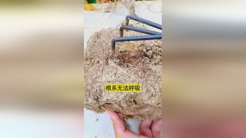 土壤活化剂是个啥？养花有用吗？
