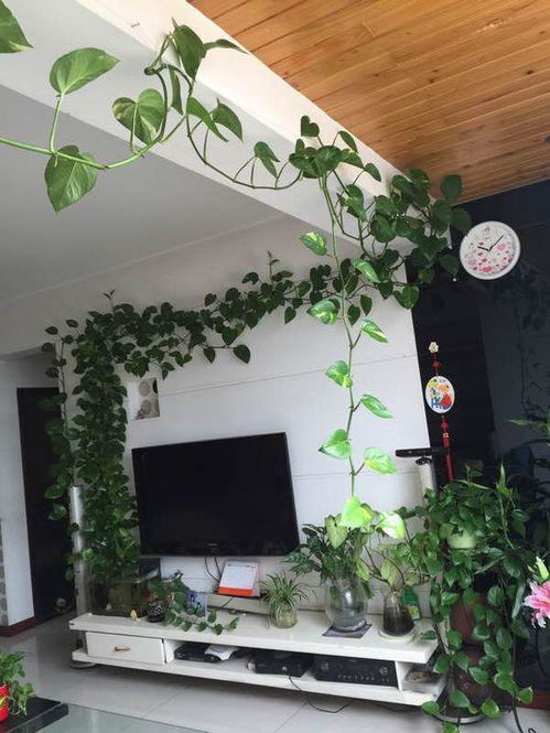 绿萝植物窗帘，如何制作才能让家居绿意盎然
