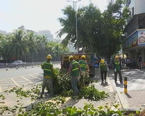 修剪，是植物养护的一个重要措施