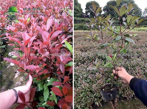 红叶石楠：园林绿化中的亮丽风景