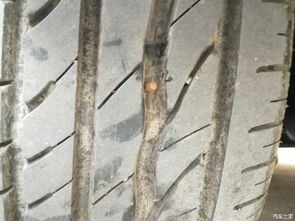 挑选种子的窍门