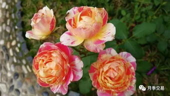 月季花界的瑰宝：稀有高贵的品种大盘点