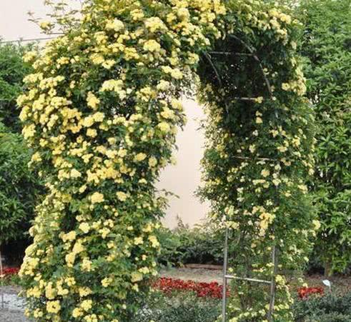 木香花：今年蕞受欢迎的攀爬型植物之一