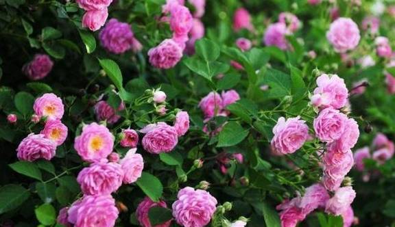 浇水施肥， 蔷薇花苗的成长伴侣