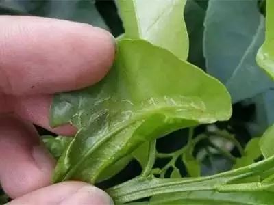 毒死蜱的化学结构式如何影响其杀虫活性，以及在不同作物上的应用效果有哪些差异？