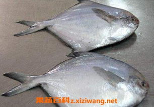 海鲳鱼养殖技术：探讨高效养殖方法