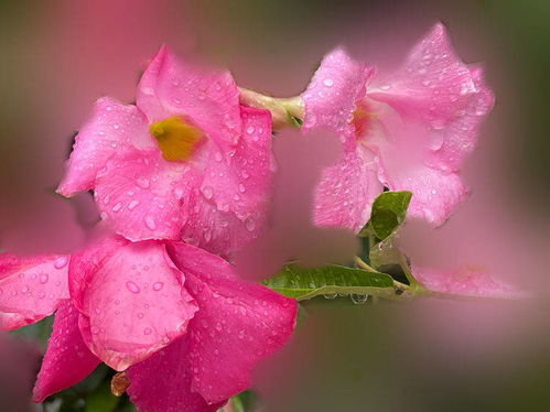 双喜藤， 爱情的使者