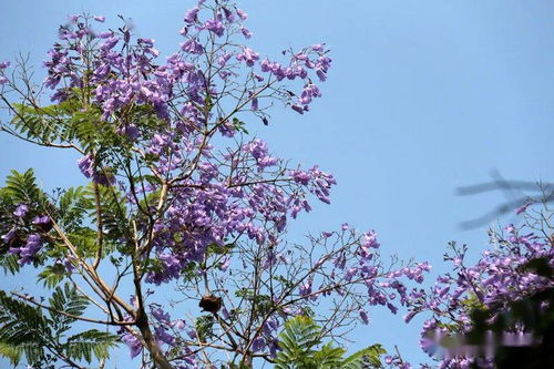 嫩芽的成长日记