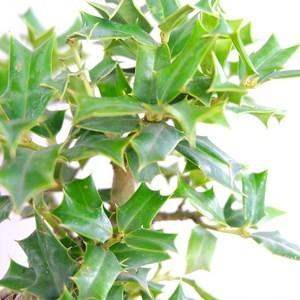 干旱地区的刺树：枣树与皂荚树的刺