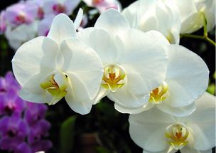 兰花的象征意义