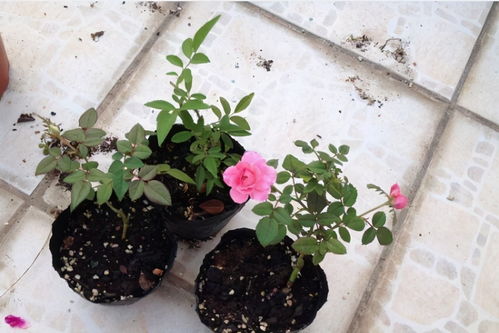 浇水避坑指南：夏季养花的学问