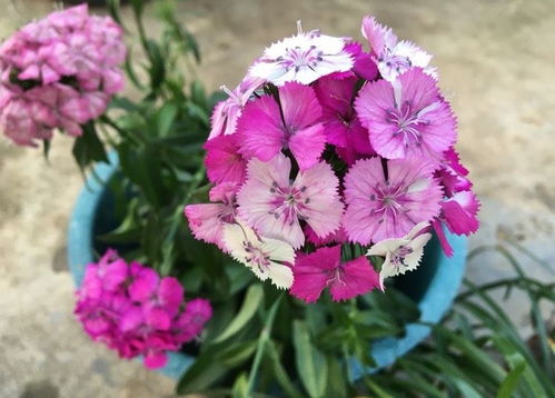 石竹花开花时间是什么时候，花期有多长