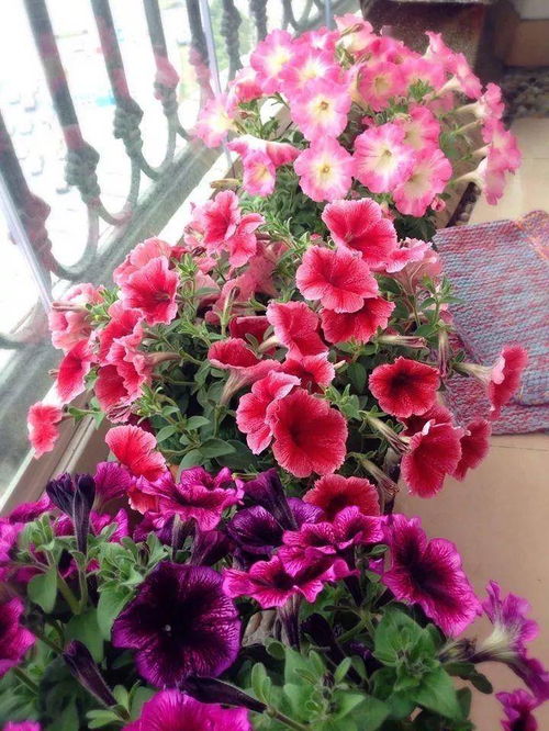 矮牵牛怎么种才能花开多又艳？
