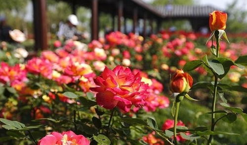 新手养花， 浇水是个大学问