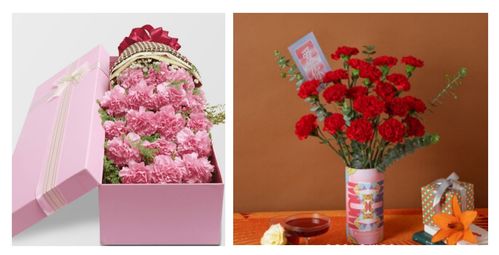 室内养小玫瑰花的那些事儿