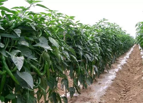 辣椒地用啥除草剂，效果真不错